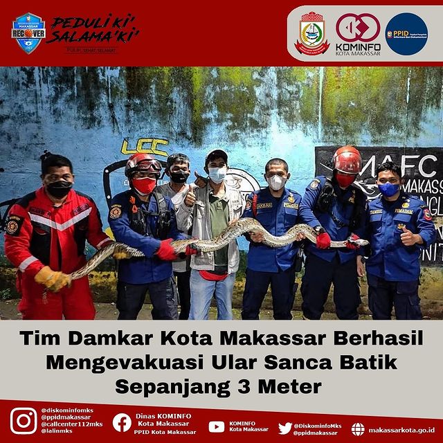 Tim Damkar Kota Makassar Berhasil Mengevakuasi Ular Sanca Batik Sepanjang 3 Meter