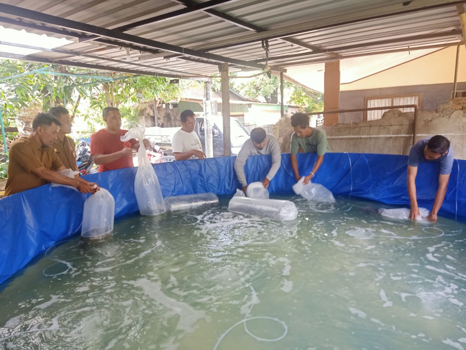 memfasilitasi penebaran benih perdana budidaya ikan nila teknologi bioflok