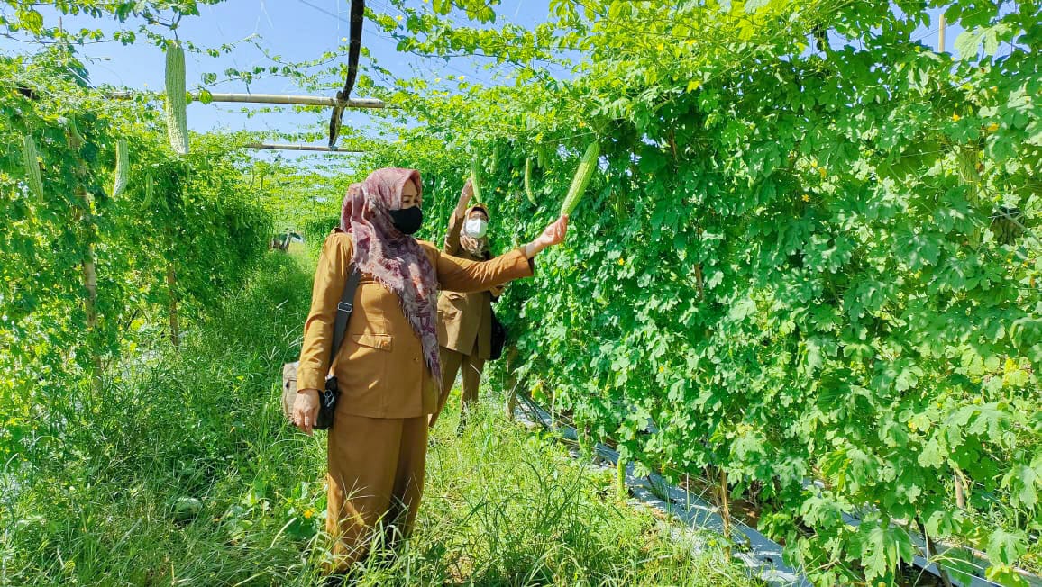 Panen Pare bersama Kelompok Tani Makmur dan Kelompok Wanita Tani Hijau Kelurahan Laikang