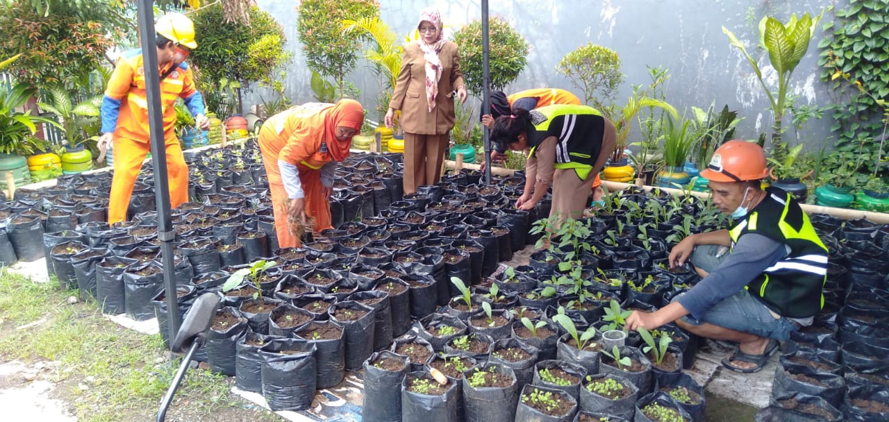 Monitoring Perkembangan Tanaman Sayuran, Jagung dan Cabe Kelompok Wanita Tani 