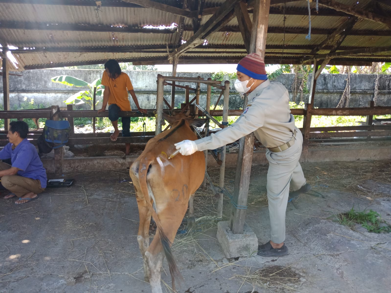 Kegiatan Vaksinasi Ternak Besar dan Pengambilan Sampel Darah oleh Tim Analis Laboratorium Kesehatan Hewan dan Petugas Teknis Bidang Peternakan dan Kesehatan Hewan Dinas Perikanan dan Pertanian Kota Ma