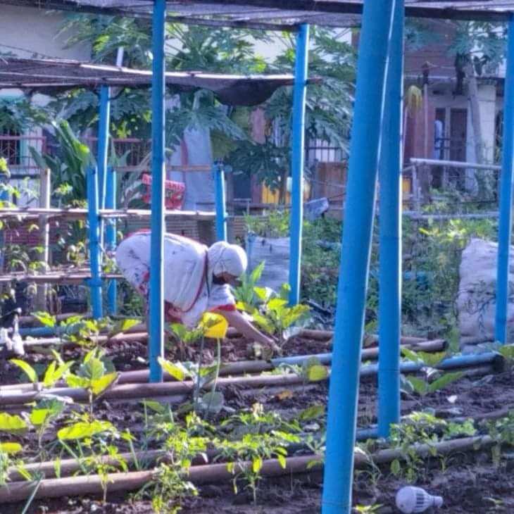 Kegiatan Pemeliharaan Tanaman dan Pemberian Pupuk Organik Cair dan Kompos di Kelompok Wanita Tani 