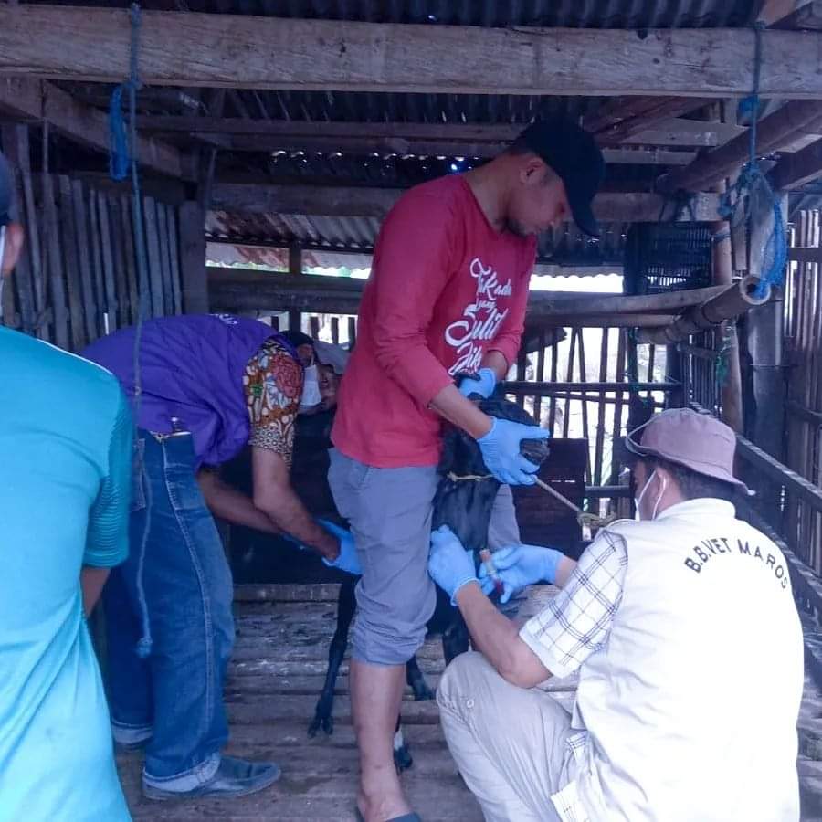 Tim Teknis Bidang Peternakan dan Kesehatan Hewan Dinas Perikanan dan Pertanian Kota Makassar mendampingi Tim Teknis Balai Besar Veteriner Maros melakukan Kegiatan Surveilance Melitensis di kota Makass