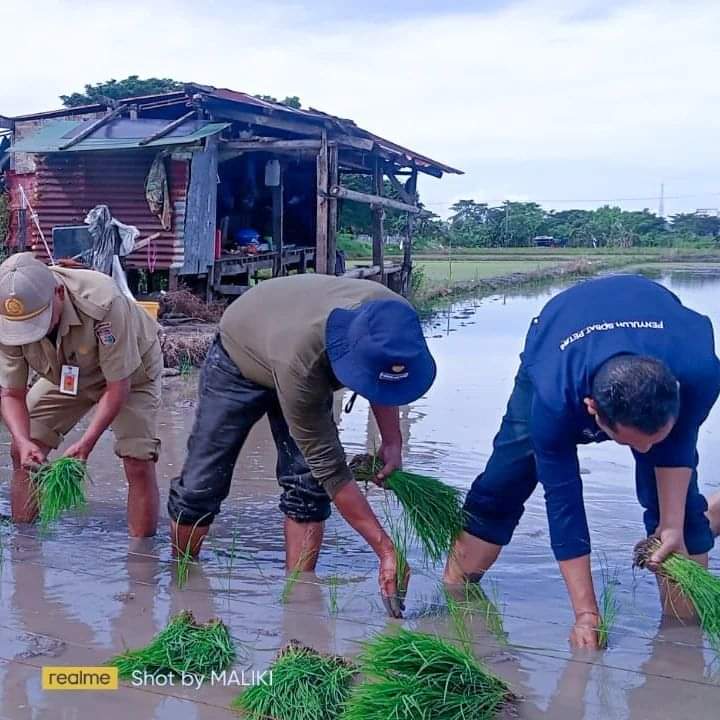 Kegiatan penanaman perdana pindah tanam Bidang Pertanian Dinas Perikanan dan Pertanian Kota Makassar bersama TNI di Kelompok Tani Suka Maju kel. Bangkala kec. Manggala