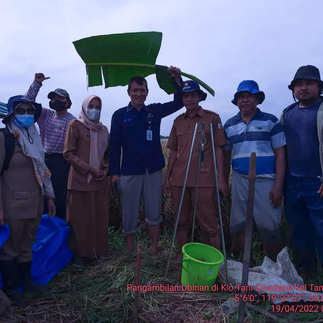 Kegiatan pengambilan Ubinan oleh Penyuluh Pertanian bersama kepala BPS Kota Makassar di kelompok Tani Cisade, kecamatan Tamalanrea.