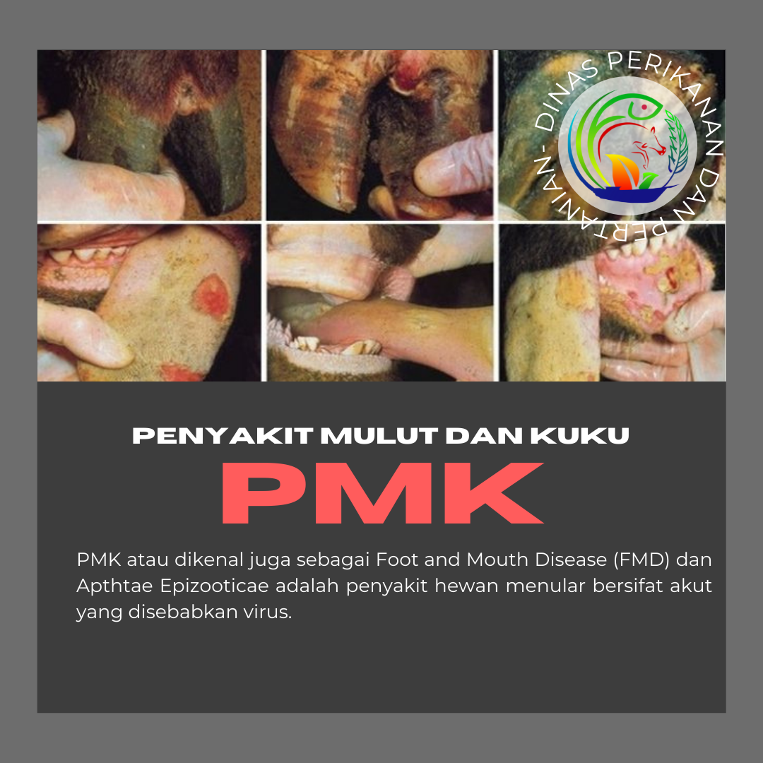 Penyakit Mulut dan Kuku (PMK)