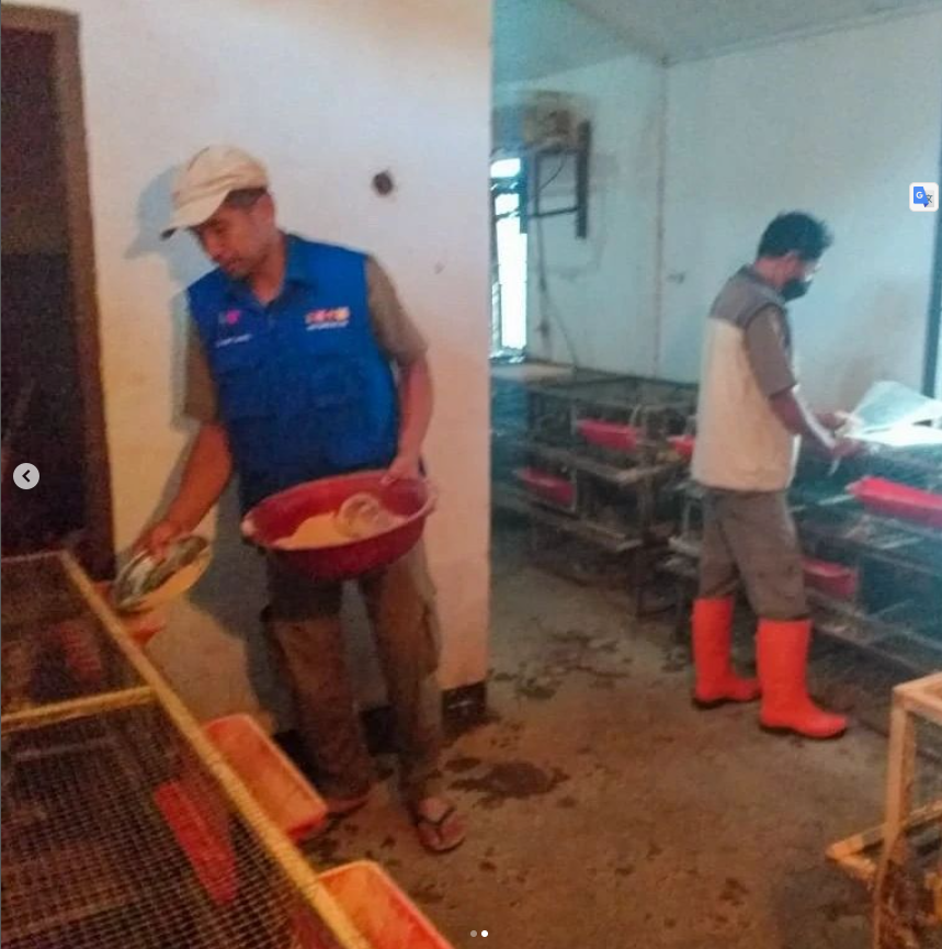 Kegiatan Demplot Ternak Puyuh di Komplek Pasar Ternak