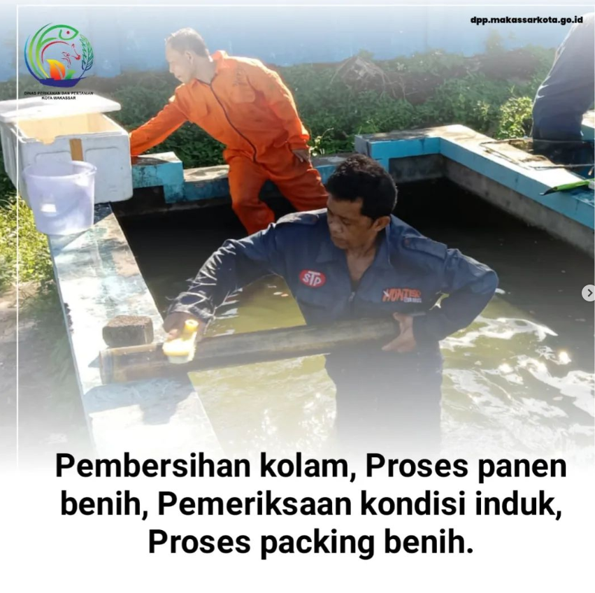 Pembersihan kolam, Proses panen benih, Pemeriksaan kondisi induk, Proses packing benih