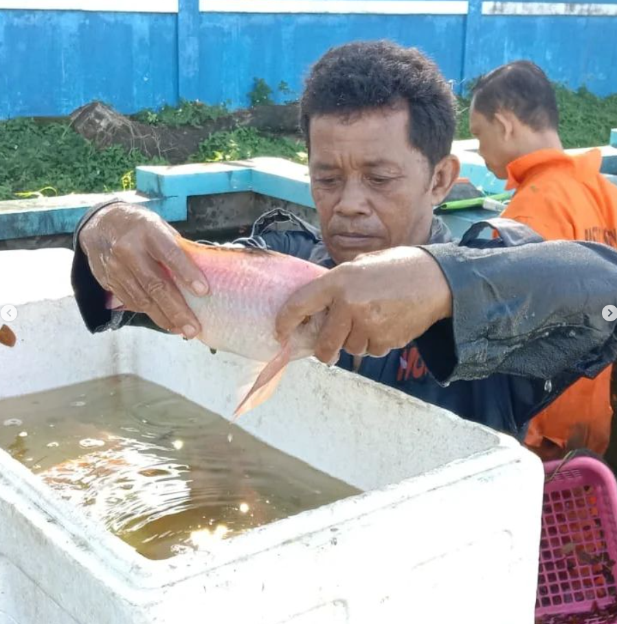 Pembersihan kolam, Proses panen benih, Pemeriksaan kondisi induk, Proses packing benih di UPT BBI Parangtambung