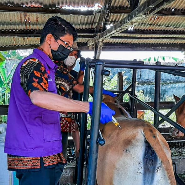 Dinas Perikanan dan Pertanian melakukan kegiatan Vaksinasi Ternak Besar dan Surveillance Penyakit Hewan Menular di Kelurahan Tamangapa, Kecamatan Manggala