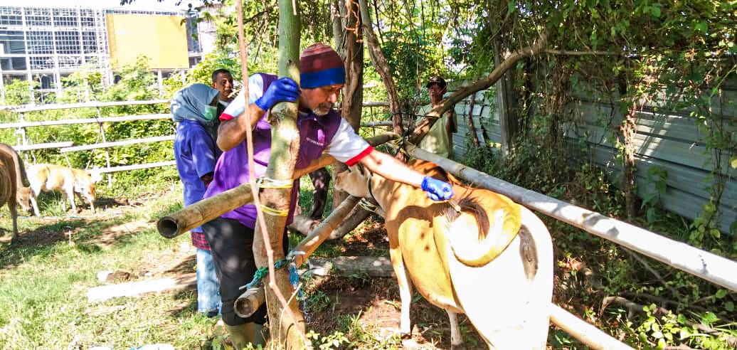 Satuan Petugas Tim Gerak Cepat (TGC) PMK yang terdiri dari Tim Petugas Bidang Peternakan dan Kesehatan Hewan Dinas Perikanan dan Pertanian (DP2) Kota Makassar, Dokter Hewan DP2, POLRI, TNI dan SATPOL-