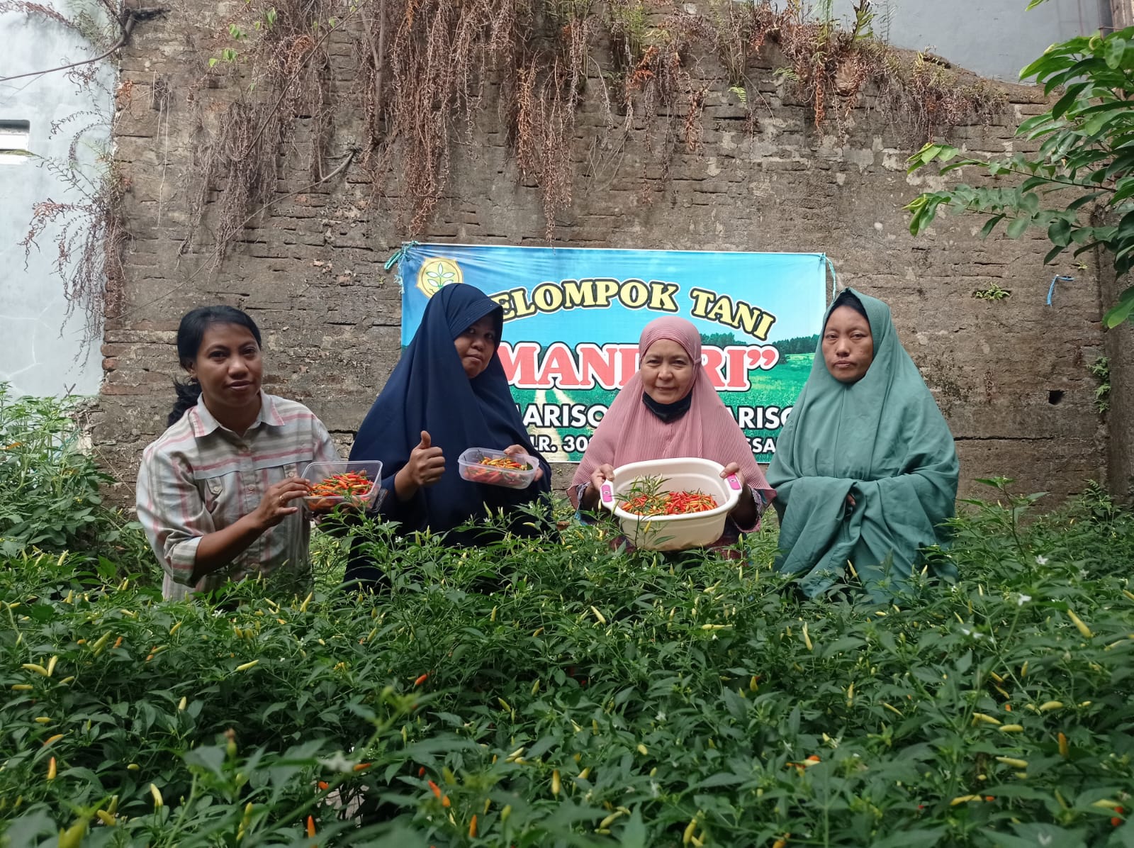 Warga Mariso Panen Cabai dan Hasilkan Rp 500 Ribu Per Bulan, Juliaman: Buah Kekompakan dan Program Lorong Wisata